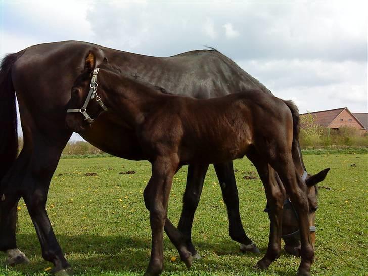 Frederiksborg Ravnholts blaze  (solgt) - skal lige have en tår, med alt det græs billede 3