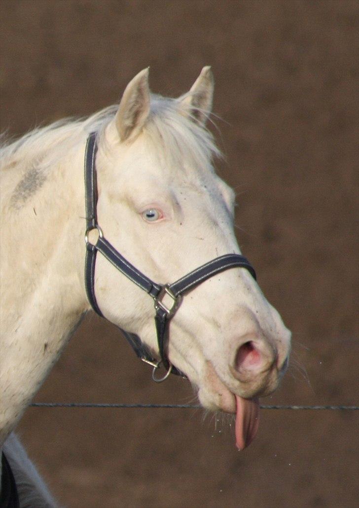 Palomino Destiny´s Child - Fotograf: Mig selv billede 24