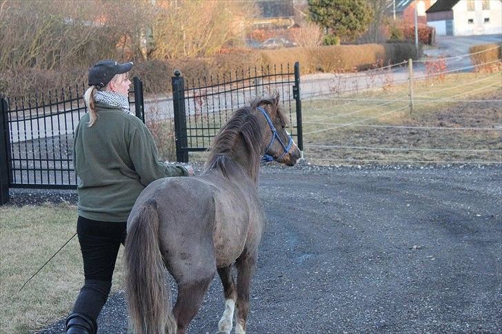 Welsh Pony (sec B) Maccoy, (Udlånt). Ejer: Annika Rosenqvist - Ja nok mangler der muskler men Maccoy er i hvert fald ikke skind & ben mere flot arbejde Michella & Emma. billede 7