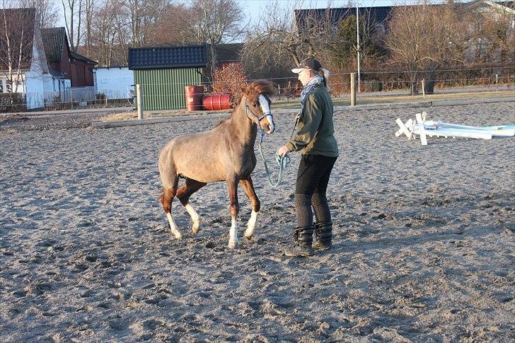 Welsh Pony (sec B) Maccoy, (Udlånt). Ejer: Annika Rosenqvist - Ja Man er vel HINGST så skal lige prøve at true mor lidt men hun er sq ligeglad. billede 8