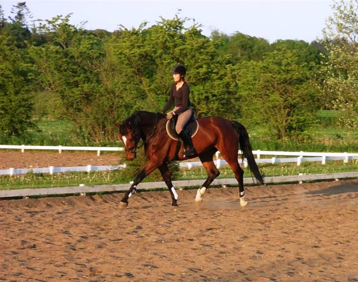 Dansk Varmblod Lucini    (SOLGT) billede 1