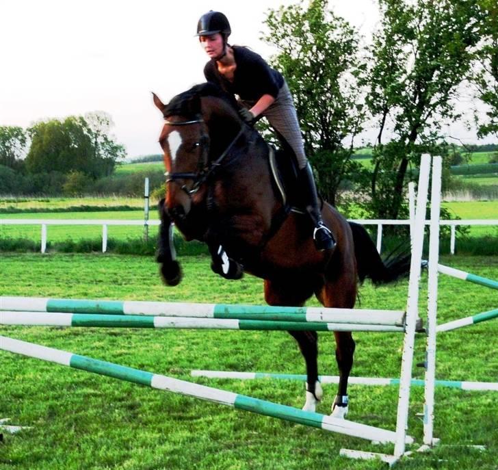 Dansk Varmblod Lucini    (SOLGT) billede 14