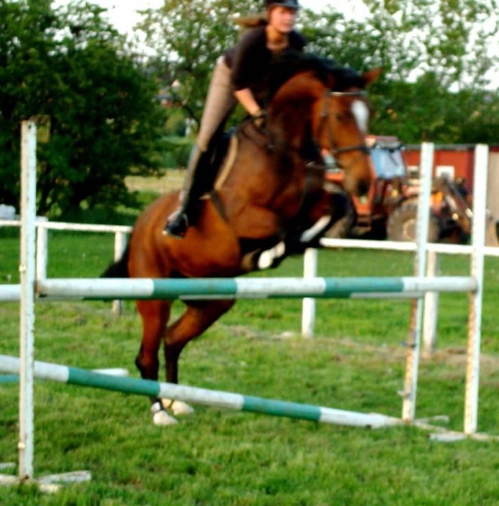 Dansk Varmblod Lucini    (SOLGT) billede 15