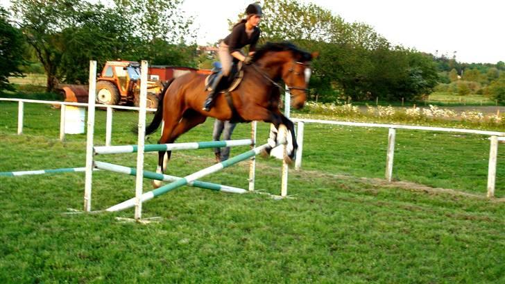 Dansk Varmblod Lucini    (SOLGT) billede 16