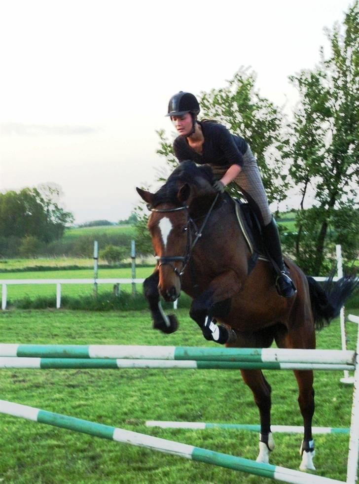 Dansk Varmblod Lucini    (SOLGT) billede 17