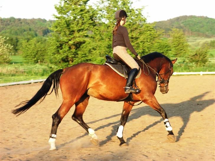 Dansk Varmblod Lucini    (SOLGT) billede 18