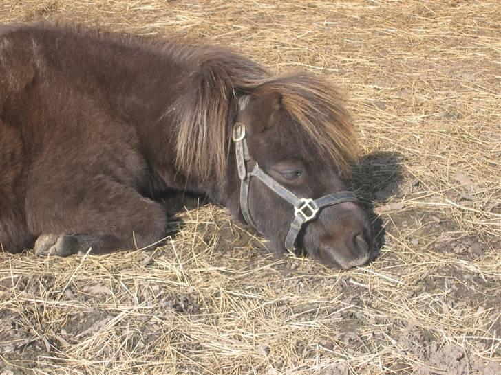 Shetlænder Lille Peter  - Det er er meget mere afslapning end ridning..!  billede 17