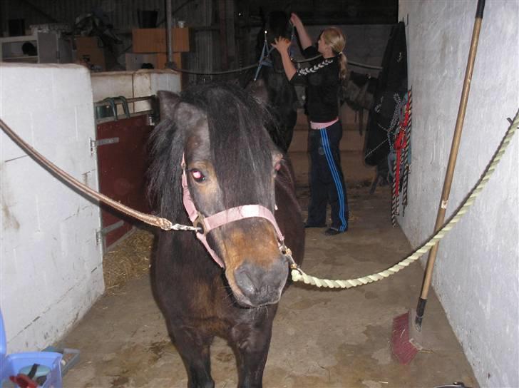 Anden særlig race FREDERIK billede 1
