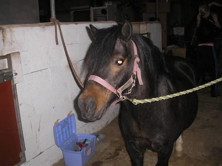 Anden særlig race FREDERIK billede 2