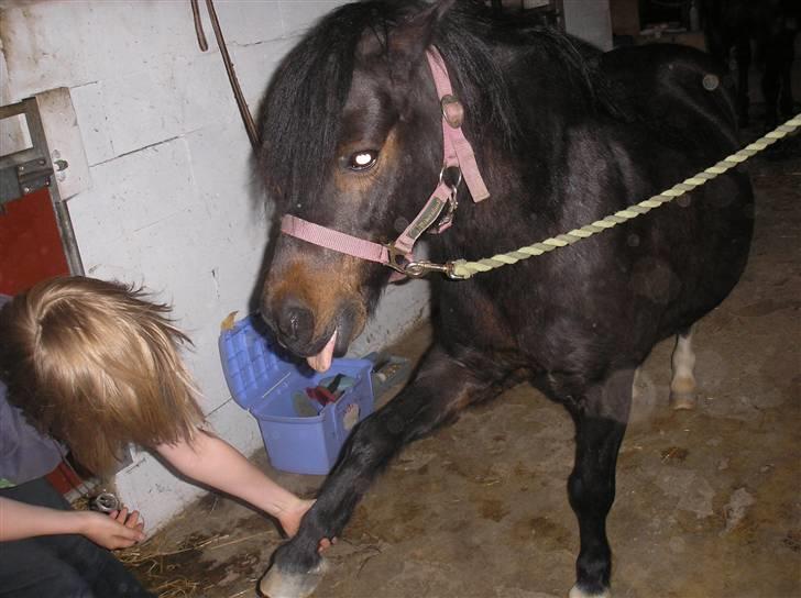 Anden særlig race FREDERIK billede 3