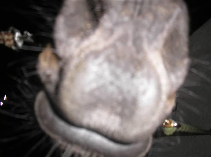 Anden særlig race FREDERIK billede 4