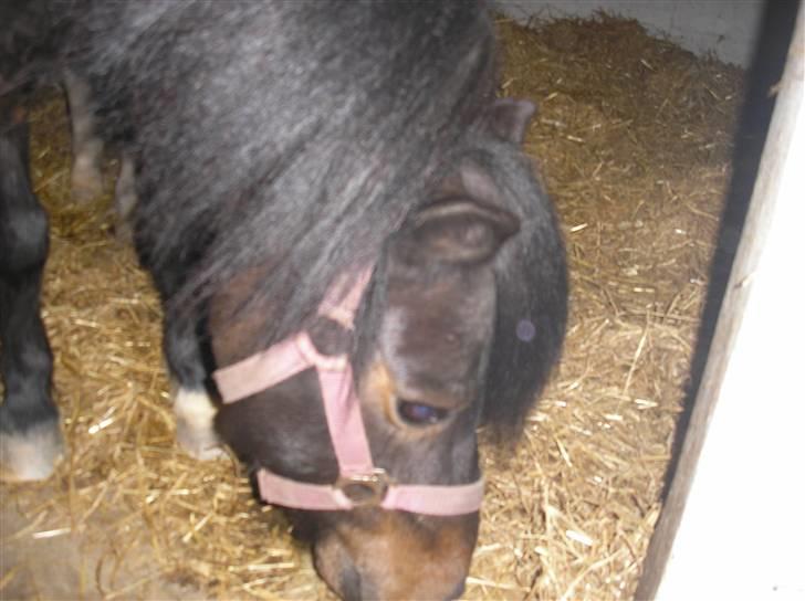 Anden særlig race FREDERIK billede 6