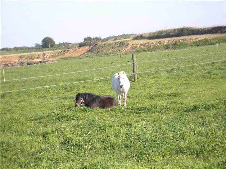 Anden særlig race FREDERIK billede 7