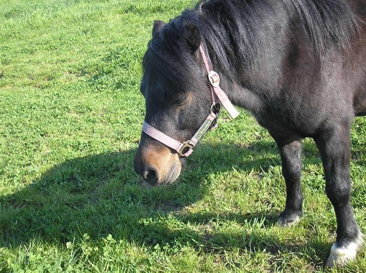 Anden særlig race FREDERIK billede 8