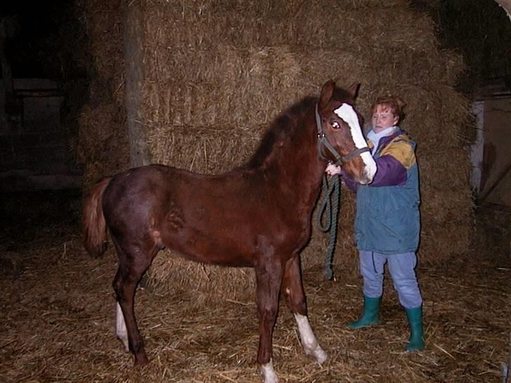 Frederiksborg Findus  - Findus omkring 1 år. billede 8