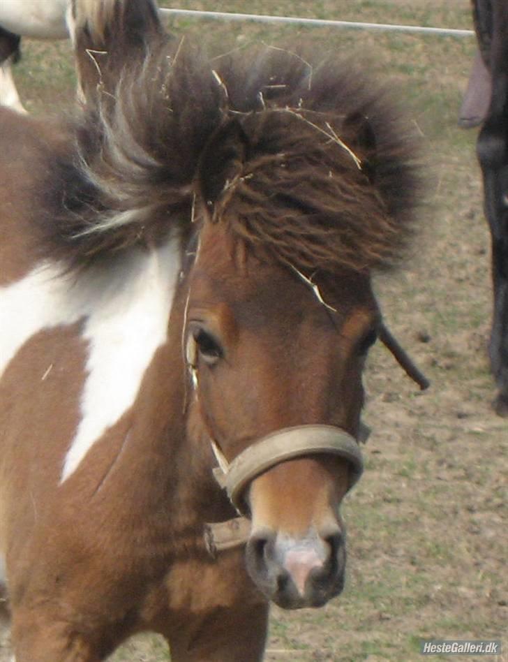 Pinto Lillesø's Molly  billede 12