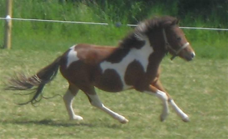 Pinto Lillesø's Molly  billede 13