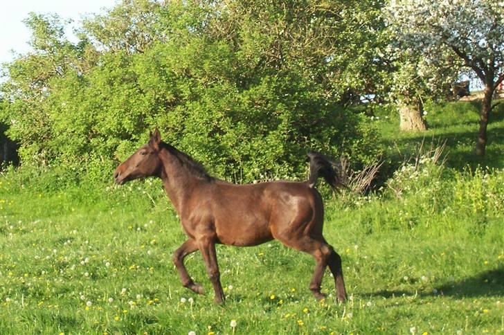 Anden særlig race Solgt-Olesens Django billede 8