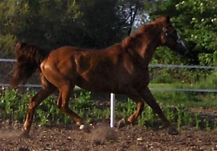 Tysk Oldenburger Ravelli (simeon) billede 8