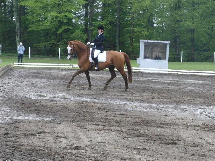 Tysk Oldenburger Ravelli (simeon) - Flyvende Ravelli billede 9