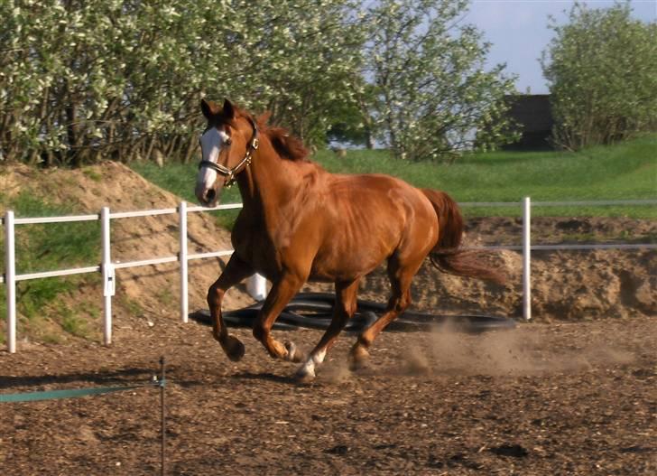 Tysk Oldenburger Ravelli (simeon) billede 10