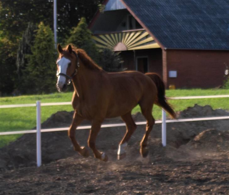 Tysk Oldenburger Ravelli (simeon) billede 11