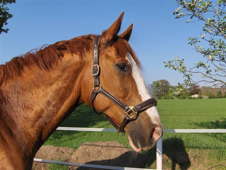 Tysk Oldenburger Ravelli (simeon) billede 12