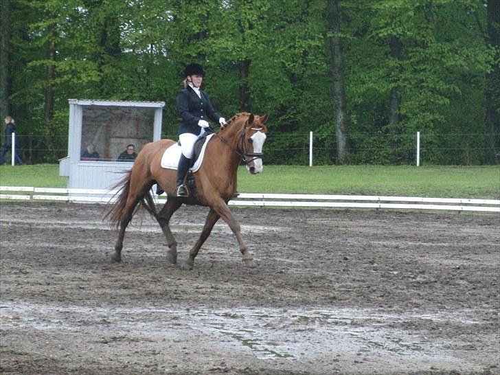 Tysk Oldenburger Ravelli (simeon) billede 1