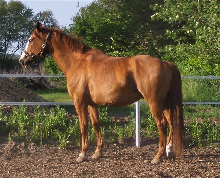 Tysk Oldenburger Ravelli (simeon) billede 13