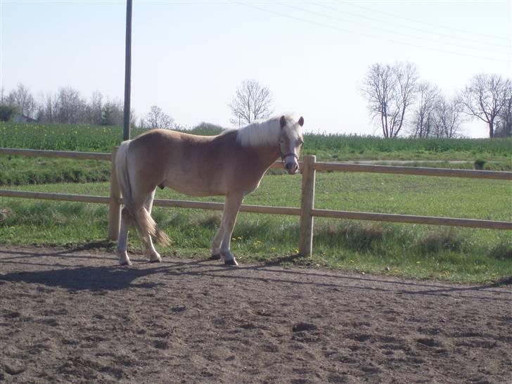 Haflinger Koldborg's Anton Steenberg - NYT: på ridebanen billede 13