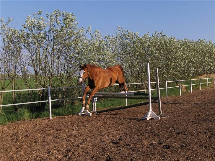 Tysk Oldenburger Ravelli (simeon) billede 14