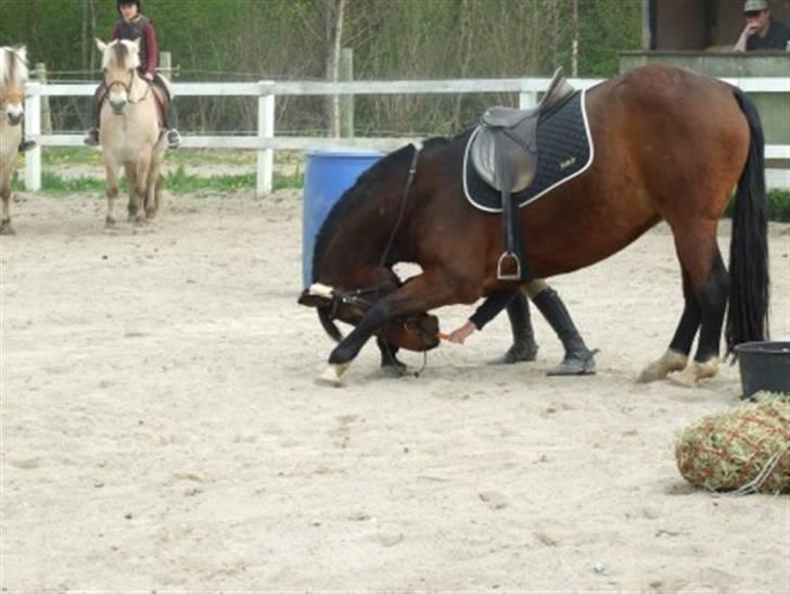 Hannoveraner Fakir gl. part :'( - bukke :D billede 1