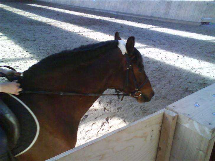 Hannoveraner Fakir gl. part :'( - fakir billede 3