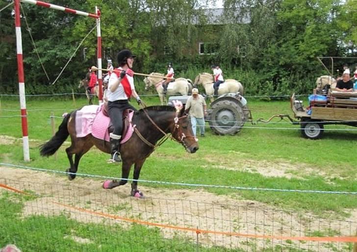 New Forest Loke Charmour Tornando  R.I.P. 14/4 - 2011 - Ringridning 2009 i Smidstrup. Loke var klædt ud som prinsesse billede 11