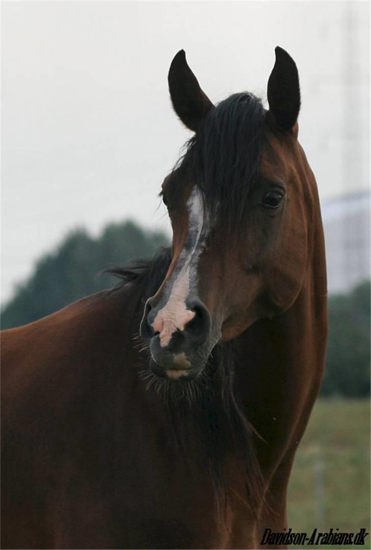 Arabisk fuldblod (OX) Cereniza * solgt * billede 2