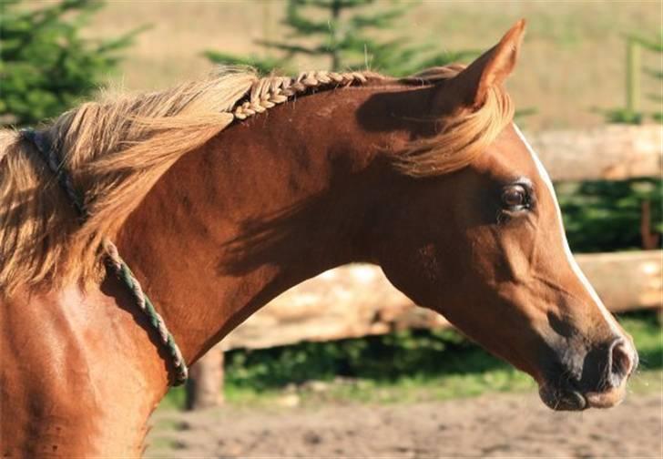 Arabisk fuldblod (OX) Zeems Cheeky D. billede 2