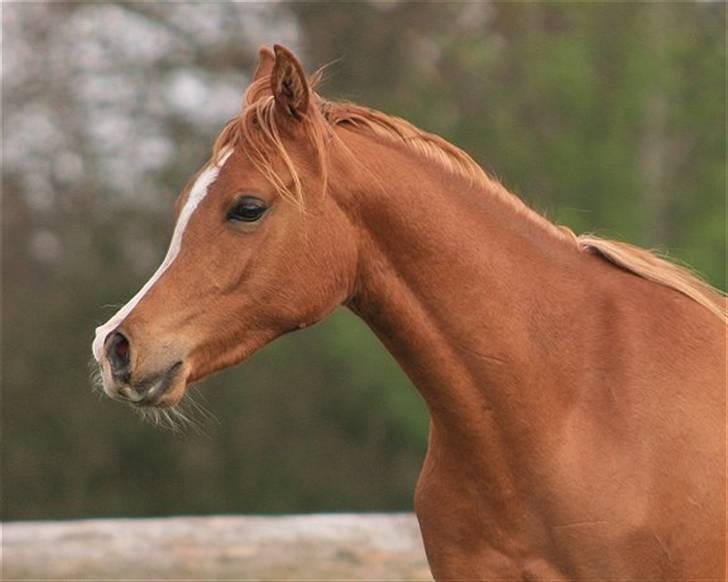 Arabisk fuldblod (OX) Zeems Cheeky D. billede 4