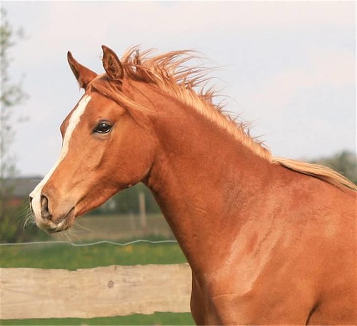 Arabisk fuldblod (OX) Zeems Cheeky D. billede 5
