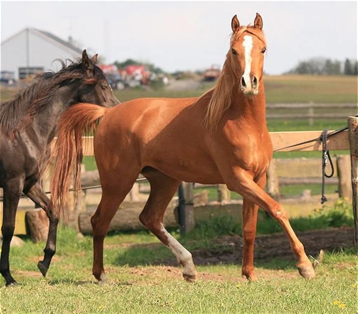Arabisk fuldblod (OX) Zeems Cheeky D. billede 6