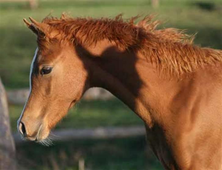 Arabisk fuldblod (OX) Zeems Cheeky D. billede 7