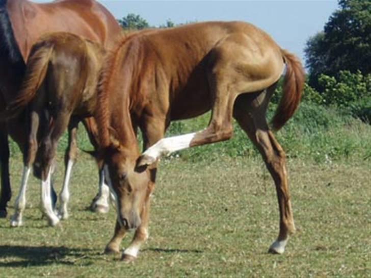 Arabisk fuldblod (OX) Zeems Cheeky D. billede 8