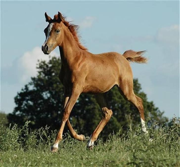 Arabisk fuldblod (OX) Zeems Cheeky D. billede 9