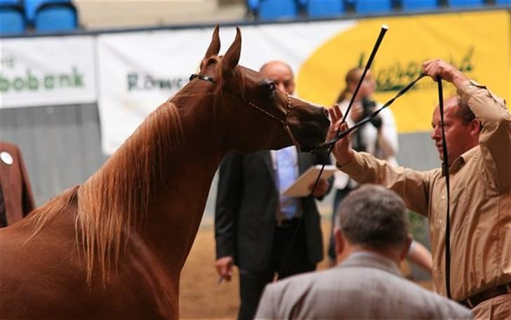 Arabisk fuldblod (OX) Zeems Cheeky D. billede 12
