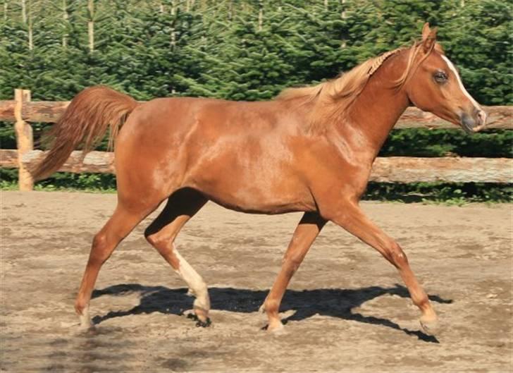 Arabisk fuldblod (OX) Zeems Cheeky D. billede 14