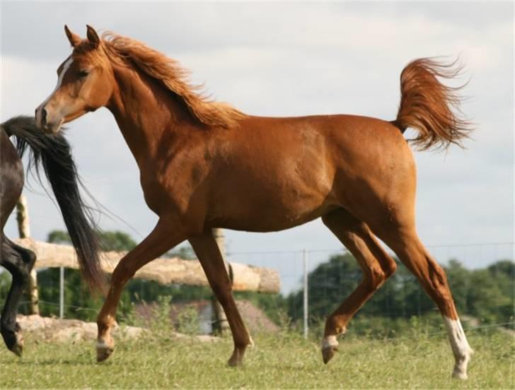 Arabisk fuldblod (OX) Zeems Cheeky D. billede 16