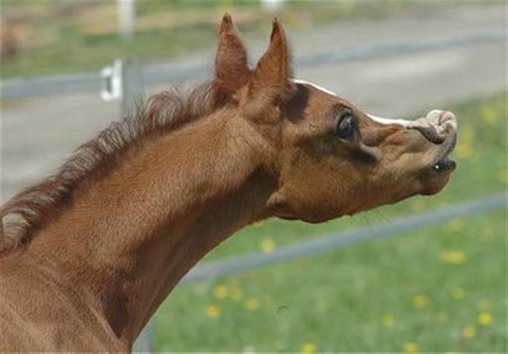 Arabisk fuldblod (OX) Zeems Cheeky D. billede 17