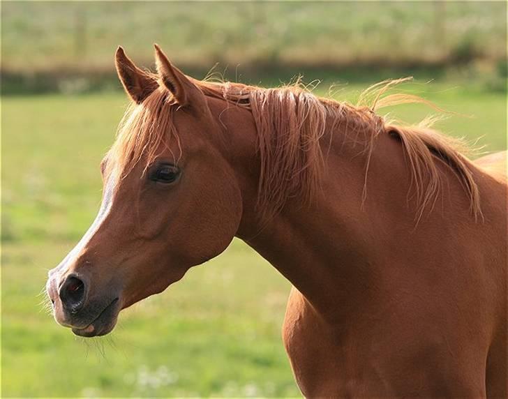 Arabisk fuldblod (OX) Zeems Cheeky D. billede 18