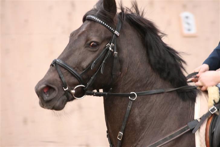 Irsk Sportspony Sirocco Stacey - KaytrinFoto la aags billede 5