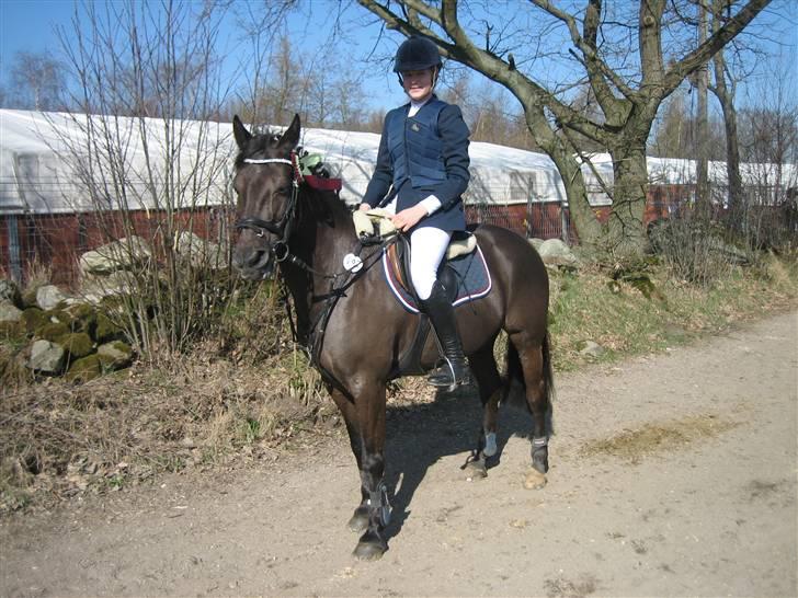 Irsk Sportspony Sirocco Stacey - baltic cob 2009 nr. 3 ;D billede 8