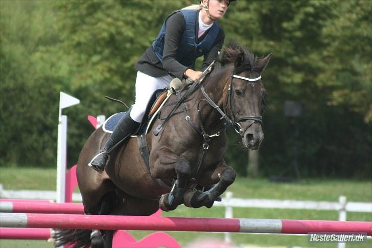 Irsk Sportspony Sirocco Stacey - Copenhagen Horse Show 2010 billede 9